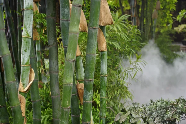 Zielony bambus gaje we mgle — Zdjęcie stockowe