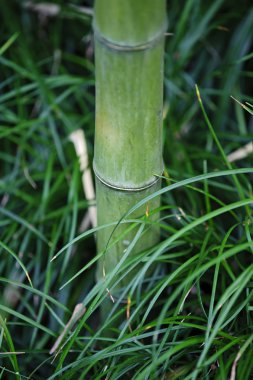 Bambu ağaç altındaki çalılık üzerinde