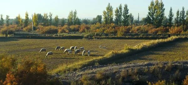 Sheeps on the autumn field — Stock Photo, Image