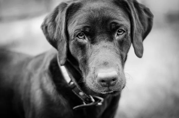 üzgün labrador