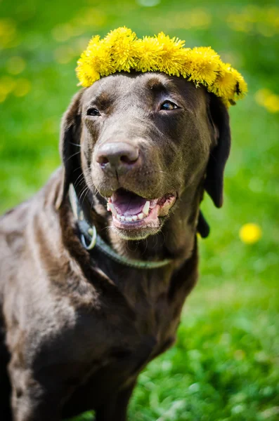 Mutlu labrador