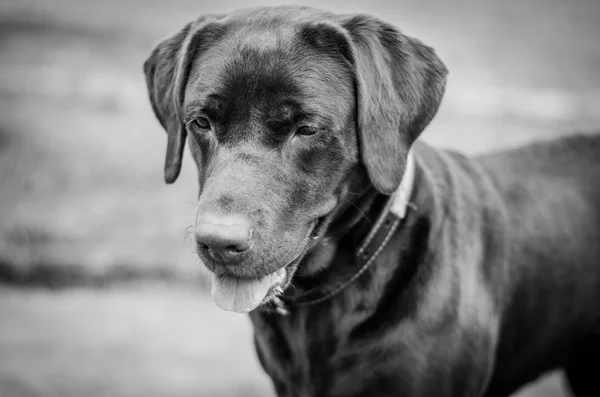 Happy labrador — Stock Photo, Image