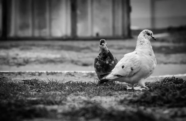 Porumbei — Fotografie, imagine de stoc