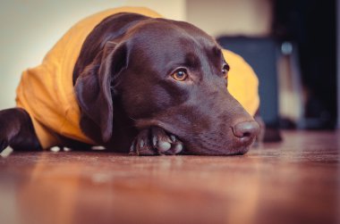 Labrador