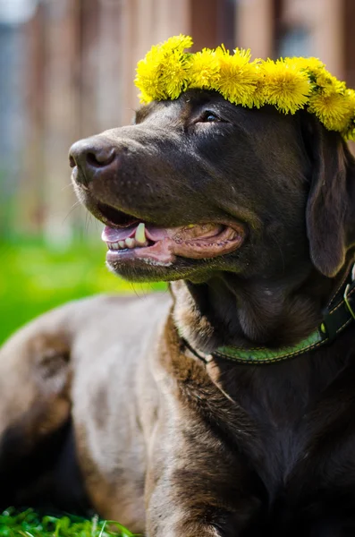 Labrador