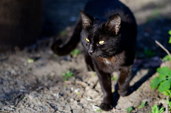 siyah kedi
