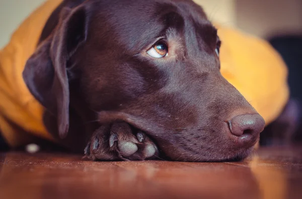 Labrador