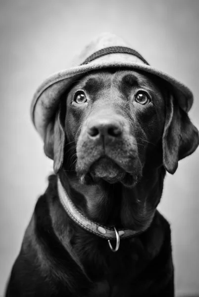 Labrador
