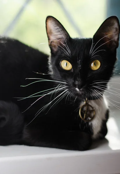 sihirli kedi