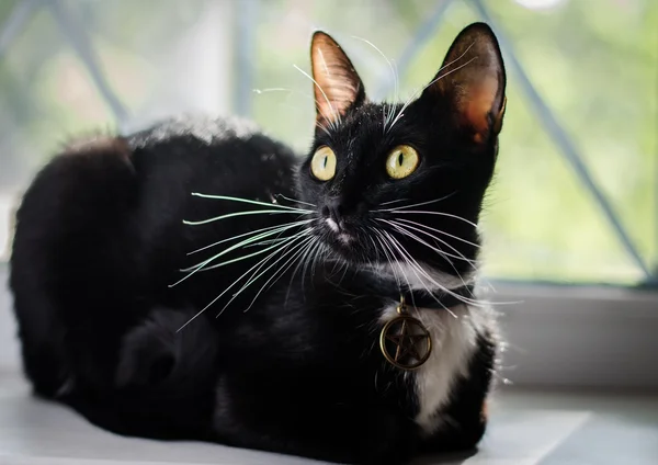 sihirli kedi