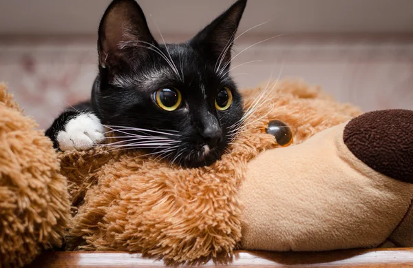 sihirli kedi