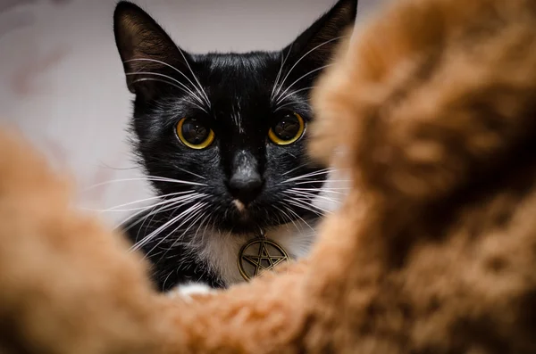 sihirli kedi