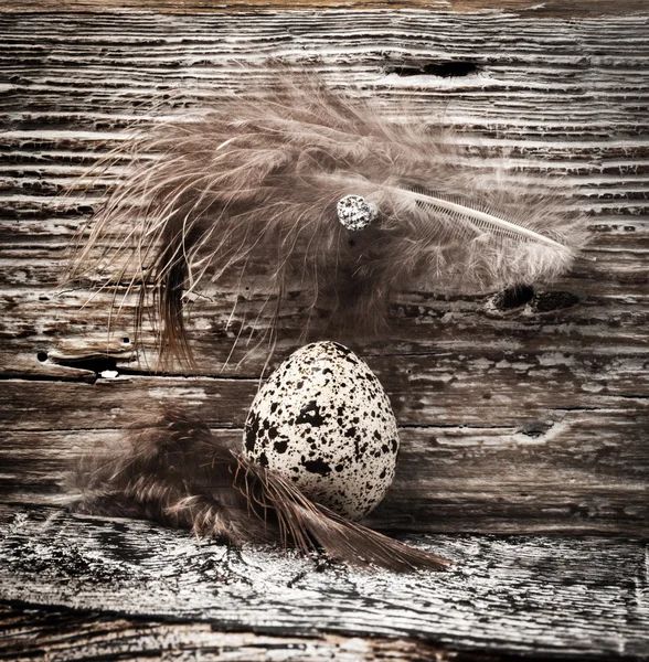 Fürj tojás fa háttér — Stock Fotó