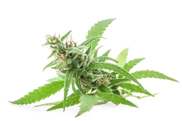 Verse medische marihuana — Stockfoto