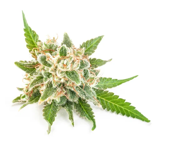 Medyczny Kwiat Marihuany Trychomami Pomarańczowymi Włosami Liśćmi Świeża Marihuana Medyczna — Zdjęcie stockowe