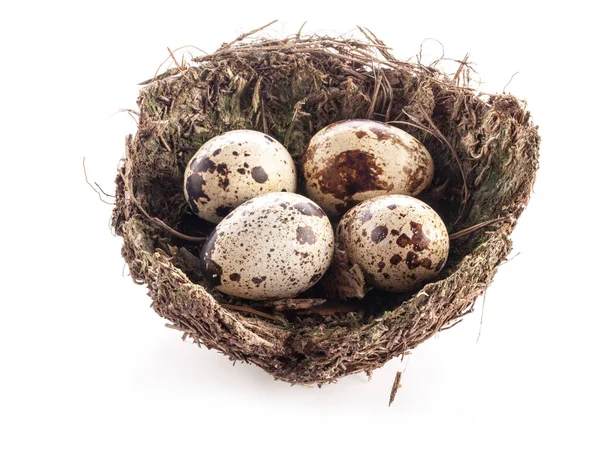 Vogelnest Met Eieren Geïsoleerd Witte Achtergrond — Stockfoto