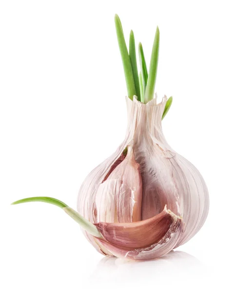 Knoblauch Isoliert Auf Weißem Hintergrund — Stockfoto