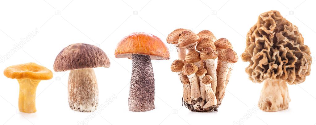 Chanterelle (Cantharellus cibarius), honey agarics (Armillaria mellea), Orange-cap boletus (Leccinum), Boletus edulis and Morel mushrooms isolated on white — Stock Image Chanterelle Cantharellus Cibarius Honey Agarics Armillaria Mellea Orange Cap Boletus Stock Image