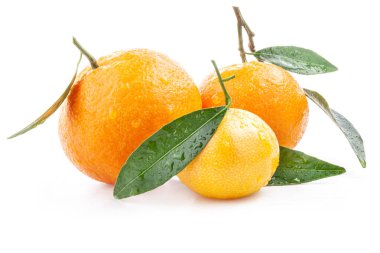 Mandalinalar, yeşil yapraklı mandalinalar ve beyaz arka planda izole edilmiş su damlaları