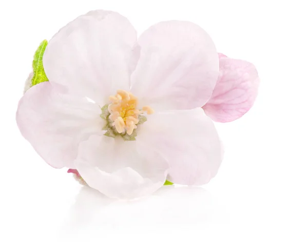 Apple Boom Bloemen Geïsoleerd Wit Spring Blossoms — Stockfoto