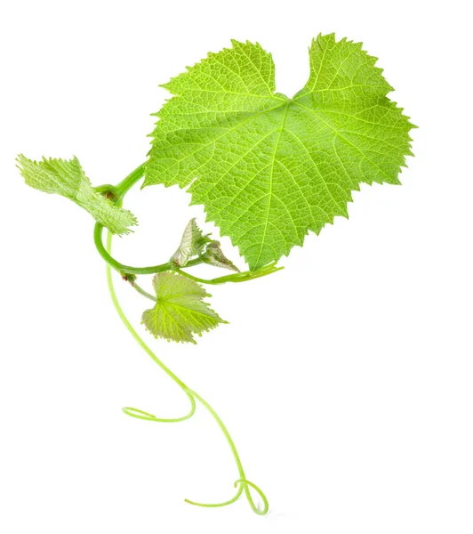 Feuille Raisin Vert Frais Isolée Sur Fond Blanc — Photo