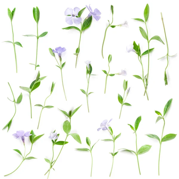 Spring Flowers Periwinkle Isolated White Top View Flowers Pattern Texture — Stok fotoğraf