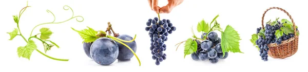 Collection Grapes Isolated White Background — Stock Photo, Image