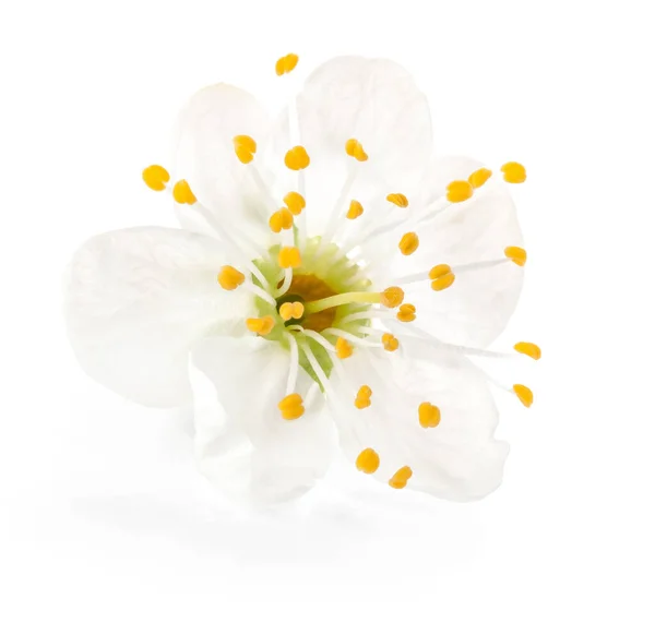 Сливова Квітка Ізольована Білому Тлі Відсічним Контуром — стокове фото