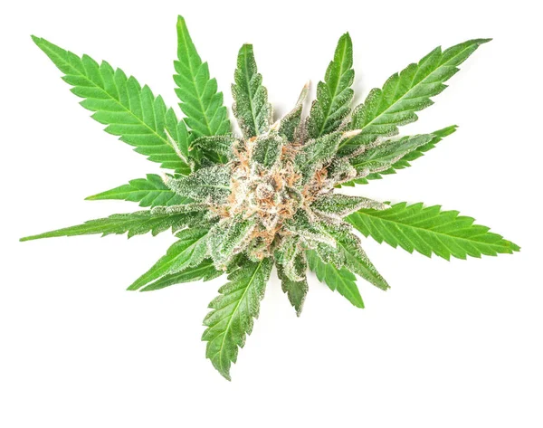 Medicinsk Marijuana Blomma Med Trichomes Och Orange Hår Och Blad — Stockfoto