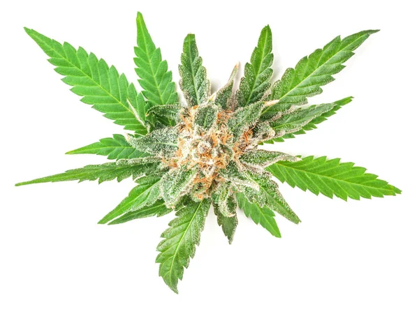 Medyczny Kwiat Marihuany Trychomami Pomarańczowymi Włosami Liśćmi Konopie Całkowicie Skupione — Zdjęcie stockowe