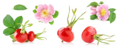 gül kalçaları beyaz arkaplanda izole edildi