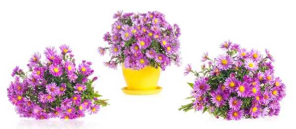 Samlingar Lila Höst Blommor Alpin Aster Isolerad Vit Bakgrund — Stockfoto