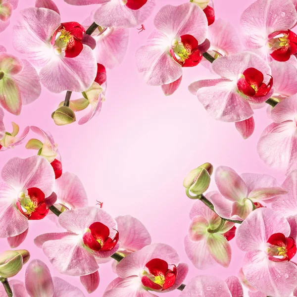 Ramo Orchidea Rosa Fiorente — Foto Stock