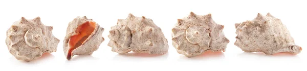 白に隔離された貝殻のコレクション — ストック写真
