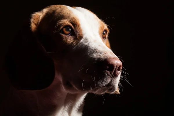 Beagle hond portret — Stockfoto