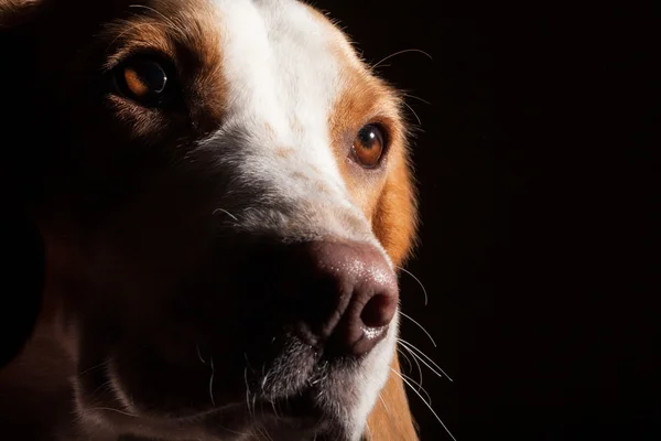 Бігль портрет собаки — стокове фото