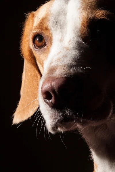 Beagle hund porträtt — Stockfoto