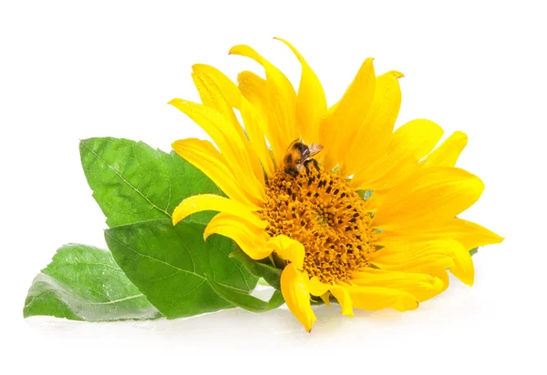 Girasol con abejorro — Foto de Stock