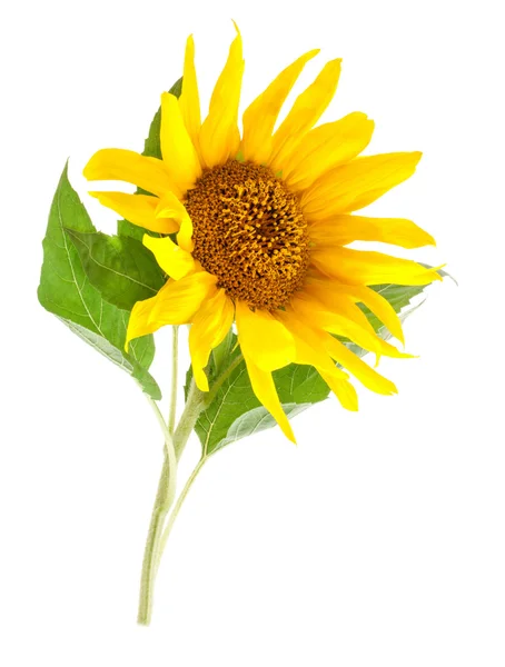 Sunflower — Stock Photo, Image