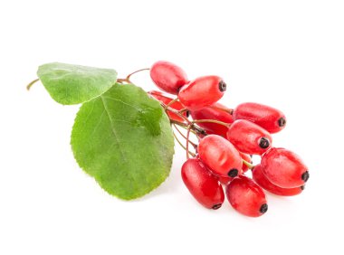 Barberry with leaves clipart