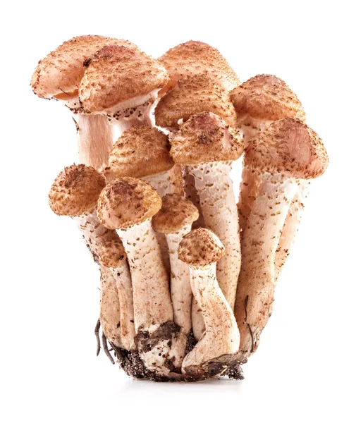 Mushrooms honey agarics (Armillaria mellea) — Stock Photo, Image