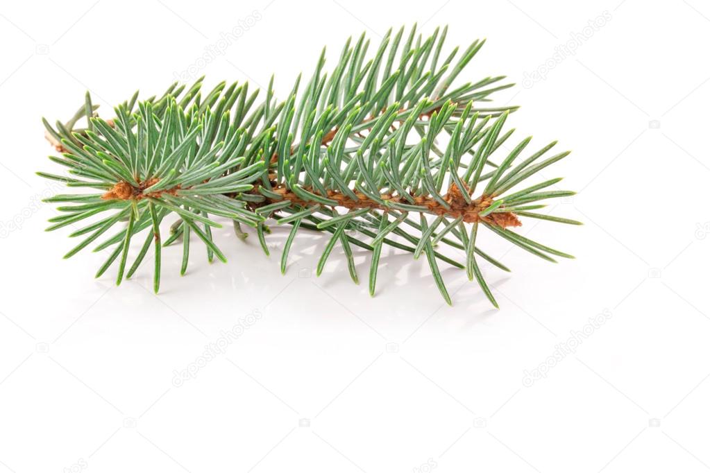 Twig of evergreen fir