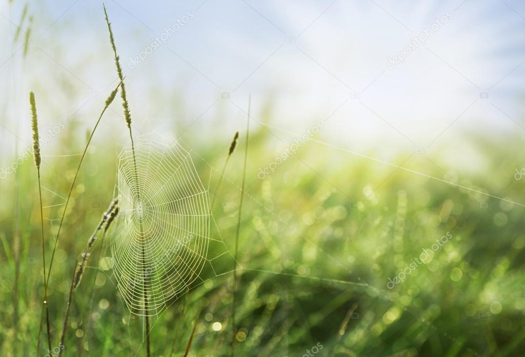 Spider's web between the blades of grass
