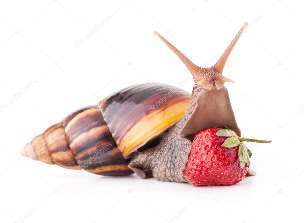 Giant African land snail (Achatina fulica) and strawberries