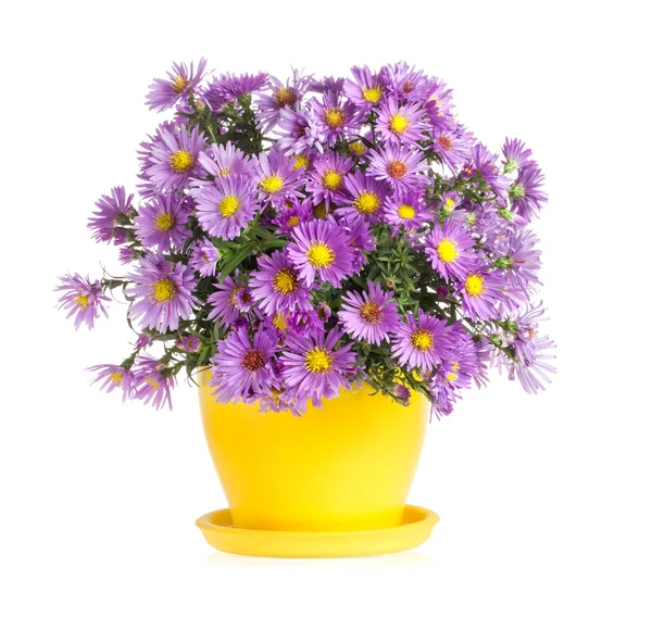 Purple autumn flowers in flowerpot — Stock Photo, Image