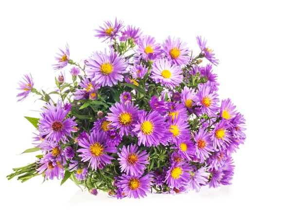 Bukett lila höst blommor — Stockfoto