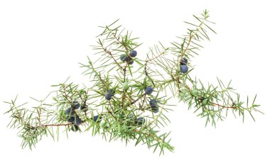 Ardıç dal çilek ile