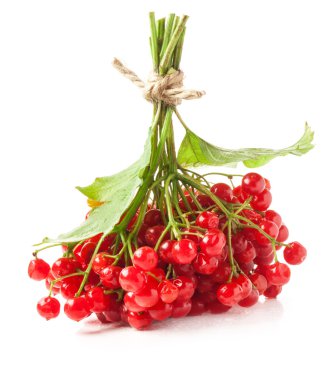 Red viburnum berries clipart