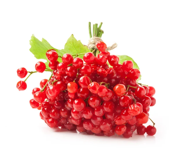 Red viburnum berries — Stock Photo, Image