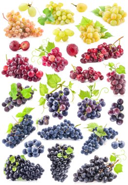 Collections of Ripe grapes clipart